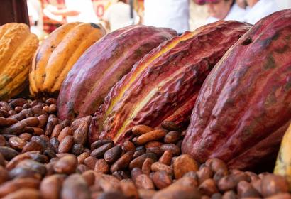 IMG_5006_web_cacao.jpg